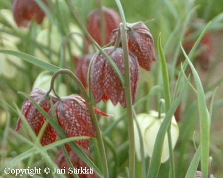 Fritillaria meleagris